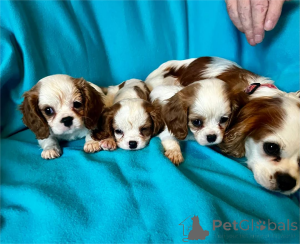 Foto №1.  - zum Verkauf in der Stadt Böten | 350€ | Ankündigung № 154608