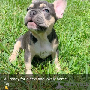 Foto №1. französische bulldogge - zum Verkauf in der Stadt Düsseldorf | 404€ | Ankündigung № 128710