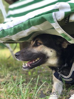 Zusätzliche Fotos: Emmochka ist ein junger, zitternder Hund, der die ganze Welt liebt.