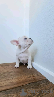 Foto №2 zu Ankündigung № 163011 zu verkaufen französische bulldogge - einkaufen Tschechische Republik züchter