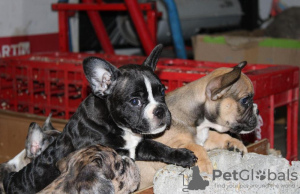 Foto №2 zu Ankündigung № 67458 zu verkaufen französische bulldogge - einkaufen Serbien quotient 	ankündigung