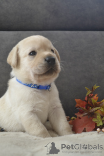 Foto №2 zu Ankündigung № 72886 zu verkaufen labrador retriever - einkaufen Deutschland vom kindergarten, züchter