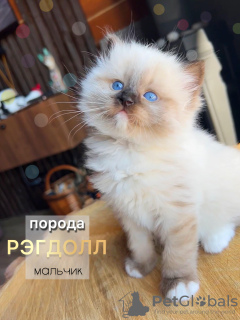 Foto №2 zu Ankündigung № 98867 zu verkaufen ragdoll-katze - einkaufen Russische Föderation vom kindergarten, züchter