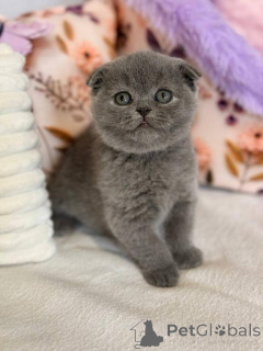Foto №1. schottische faltohrkatze - zum Verkauf in der Stadt Beiersdorf | 350€ | Ankündigung № 173643