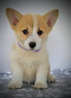 Foto №2 zu Ankündigung № 147044 zu verkaufen welsh corgi - einkaufen Serbien züchter