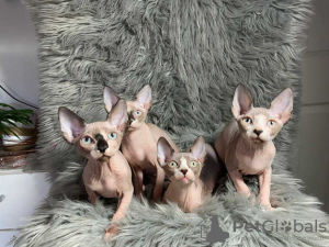 Foto №3. Sphynx- und Elfenkätzchen zu verkaufen. Deutschland