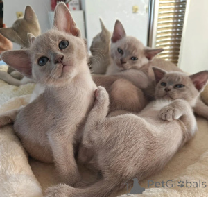 Foto №1. burma-katze - zum Verkauf in der Stadt Moors-Winn | 350€ | Ankündigung № 174772