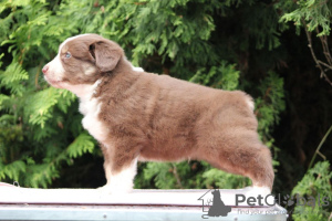 Foto №4. Ich werde verkaufen australian shepherd in der Stadt Krakau. züchter - preis - 3000€