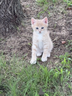 Foto №3. Männliches Kätzchen - 1/4 Maine Coon - 9 Wochen alt. USA