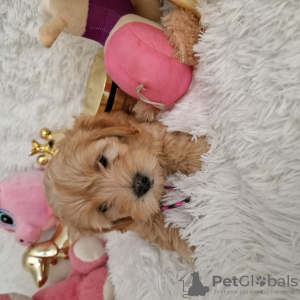 Foto №3. Maltipoo fb1 BellaQueen. Polen