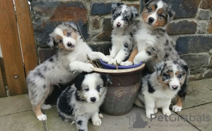 Foto №2 zu Ankündigung № 123646 zu verkaufen border collie - einkaufen Deutschland 