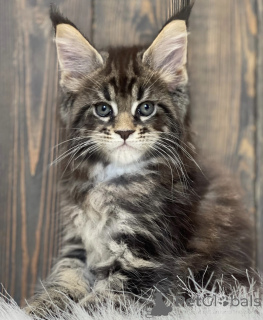 Foto №1. maine-coon-katze - zum Verkauf in der Stadt Baden-Baden | 550€ | Ankündigung № 163460