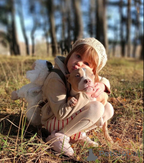 Foto №4. Ich werde verkaufen american bully in der Stadt Kharkov. quotient 	ankündigung, züchter - preis - verhandelt