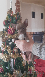 Foto №3. Chihuahua Welpen von seltenen Farben!. Ukraine