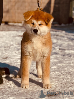 Zusätzliche Fotos: Japanische Akita Inu-Welpen