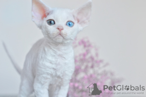 Foto №1. devon rex - zum Verkauf in der Stadt Eindhoven | 2200€ | Ankündigung № 44543