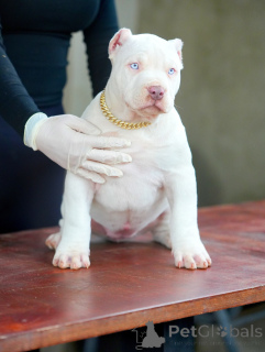 Foto №3. Süß, klug und voller Glanz strahlt Novas Herz so hell wie die Sterne.. Deutschland