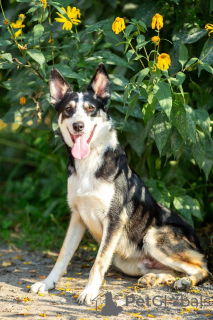 Foto №4. Ich werde verkaufen mischlingshund in der Stadt Москва. quotient 	ankündigung - preis - Frei