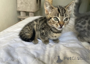 Foto №2 zu Ankündigung № 161179 zu verkaufen munchkin - einkaufen Deutschland züchter