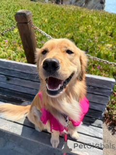 Foto №1. golden retriever - zum Verkauf in der Stadt Alavus | 650€ | Ankündigung № 169149