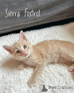 Foto №1. hauskatze - zum Verkauf in der Stadt München | 400€ | Ankündigung № 150627