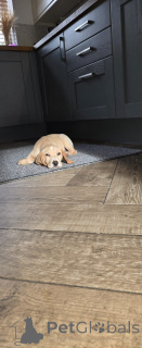 Foto №2 zu Ankündigung № 160860 zu verkaufen beagle - einkaufen Niederlande quotient 	ankündigung