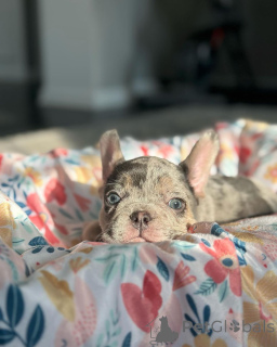 Foto №4. Ich werde verkaufen französische bulldogge in der Stadt München. aus dem tierheim, züchter - preis - 650€