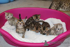 Zusätzliche Fotos: Pedigree Bengal Cats-Kätzchen sind jetzt zum Verkauf verfügbar