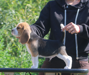 Foto №2 zu Ankündigung № 2899 zu verkaufen beagle - einkaufen Weißrussland vom kindergarten