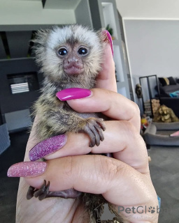 Foto №2 zu Ankündigung № 161696 zu verkaufen  - einkaufen Vereinigte Arabische Emirate 