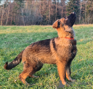 Zusätzliche Fotos: Langhaar Deutscher Schäferhund Welpen aus der Arbeitslinie