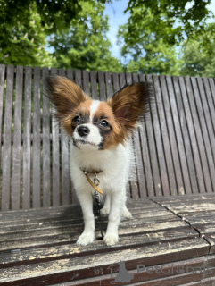 Foto №1. papillon - zum Verkauf in der Stadt Торонто | 800€ | Ankündigung № 103230