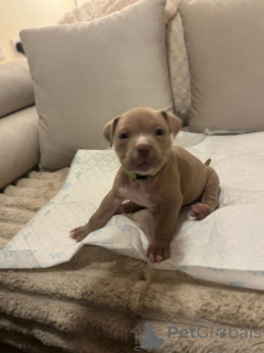 Foto №3. Pocket-Bully-Welpen Zu Verkaufen. Deutschland