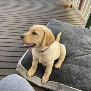 Foto №3. Lernen Sie Cooper kennen, den Abenteurer mit dem goldenen Herzen! Immer bereit. Deutschland