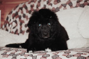 Foto №2 zu Ankündigung № 1281 zu verkaufen deutscher schäferhund - einkaufen Russische Föderation züchter