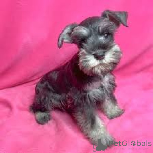 Foto №4. Ich werde verkaufen schnauzer in der Stadt Stadt von London. quotient 	ankündigung, züchter - preis - 700€