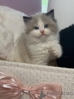 Foto №3. Sag Hallo zu Luna, unserer süßen kleinen Prinzessin, verspielt, liebevoll und. Schweiz