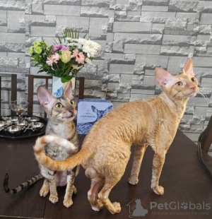 Foto №1. cornish rex - zum Verkauf in der Stadt Гамбург | 200€ | Ankündigung № 123672