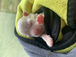 Foto №3. Malteser Blinka. Russische Föderation