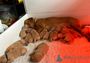 Foto №2 zu Ankündigung № 173955 zu verkaufen labrador retriever - einkaufen USA 