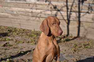 Foto №1. kurzhaariger ungarischer vorstehhund - zum Verkauf in der Stadt Ровно | 602€ | Ankündigung № 35755
