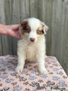 Foto №3. Australian Shepherd-Welpen zu verkaufen. USA