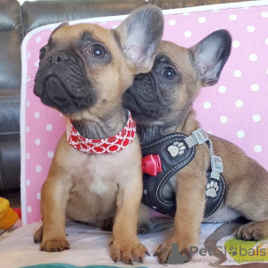 Foto №3. Champion Französische Bulldogge jetzt zum Verkauf verfügbar. Niederlande