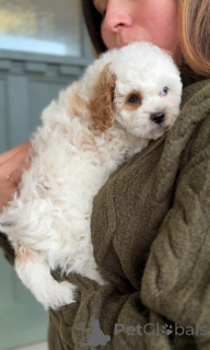 Foto №3. Sie können den Cavalier King Charles Spaniel züchten. Rumänien