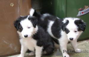 Foto №1. border collie - zum Verkauf in der Stadt Brno | verhandelt | Ankündigung № 170702