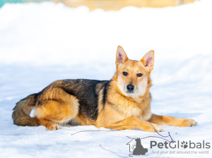 Foto №2 zu Ankündigung № 32399 zu verkaufen mischlingshund - einkaufen Russische Föderation quotient 	ankündigung