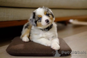 Foto №1. australian shepherd - zum Verkauf in der Stadt Riga | verhandelt | Ankündigung № 112262