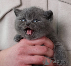 Foto №1. schottische faltohrkatze - zum Verkauf in der Stadt New York | 331€ | Ankündigung № 102294