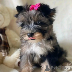 Foto №3. Lernen Sie Bentley kennen, unseren kleinen Prinzen mit großem Herzen und noch. Deutschland