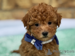 Foto №1. maltipu - zum Verkauf in der Stadt Munichenbernsdorf | 900€ | Ankündigung № 149580